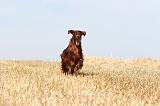SETTER IRLANDAIS 069
